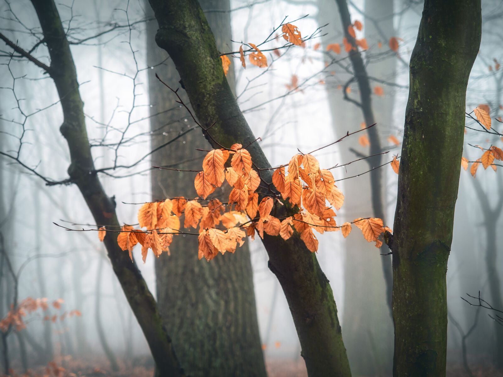 Olympus OM-D E-M1 + Olympus M.Zuiko Digital ED 12-40mm F2.8 Pro sample photo. Autumn, forest, fog photography