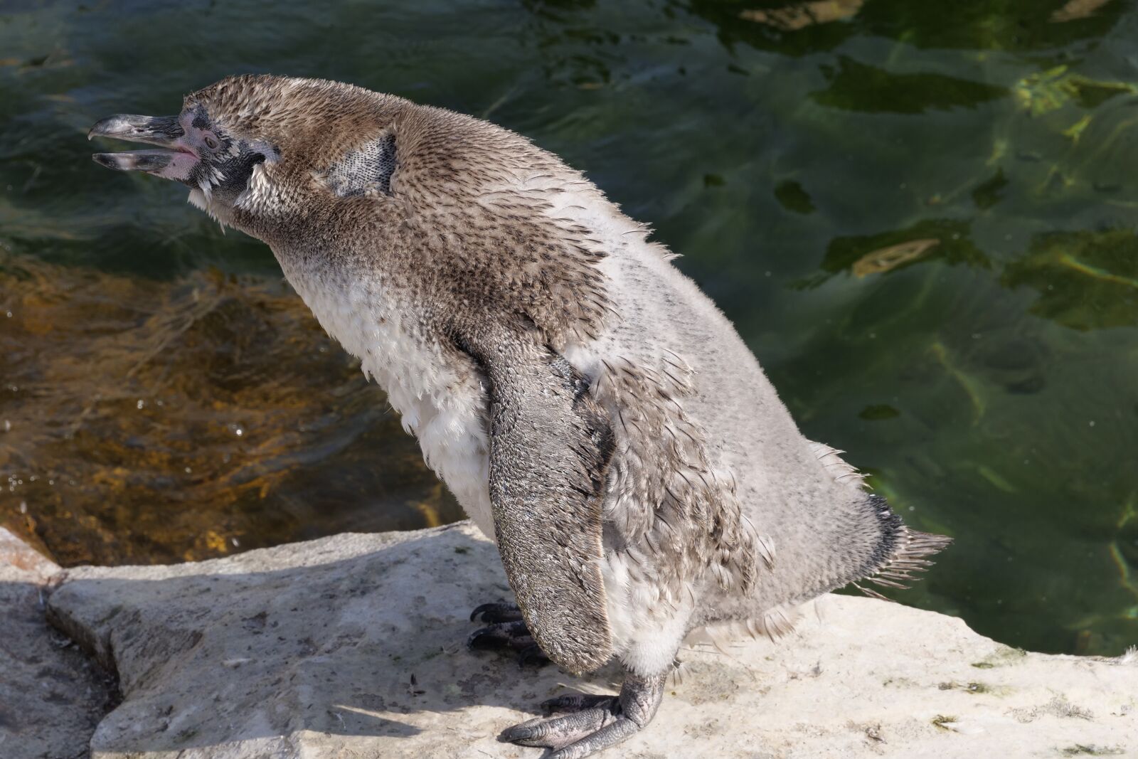 Panasonic Lumix DC-G9 sample photo. Animal world, penguin, young photography