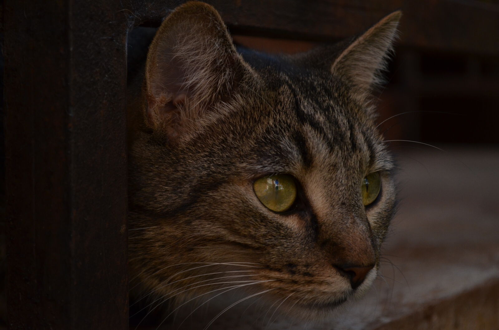 Nikon D5100 sample photo