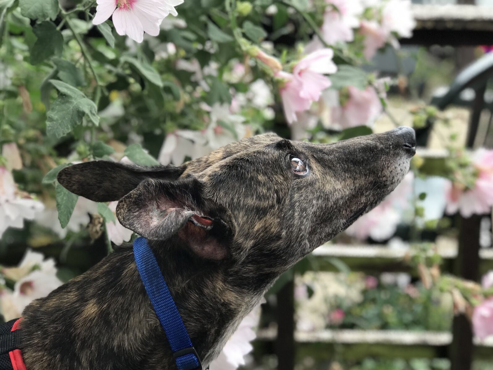 Apple iPhone 7 Plus sample photo. Dog, pets, adorable photography