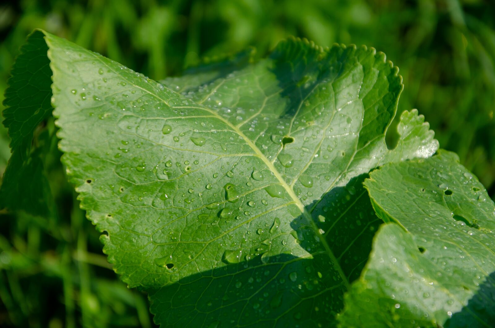 Nikon D7000 sample photo. Sheet, hell, drops photography