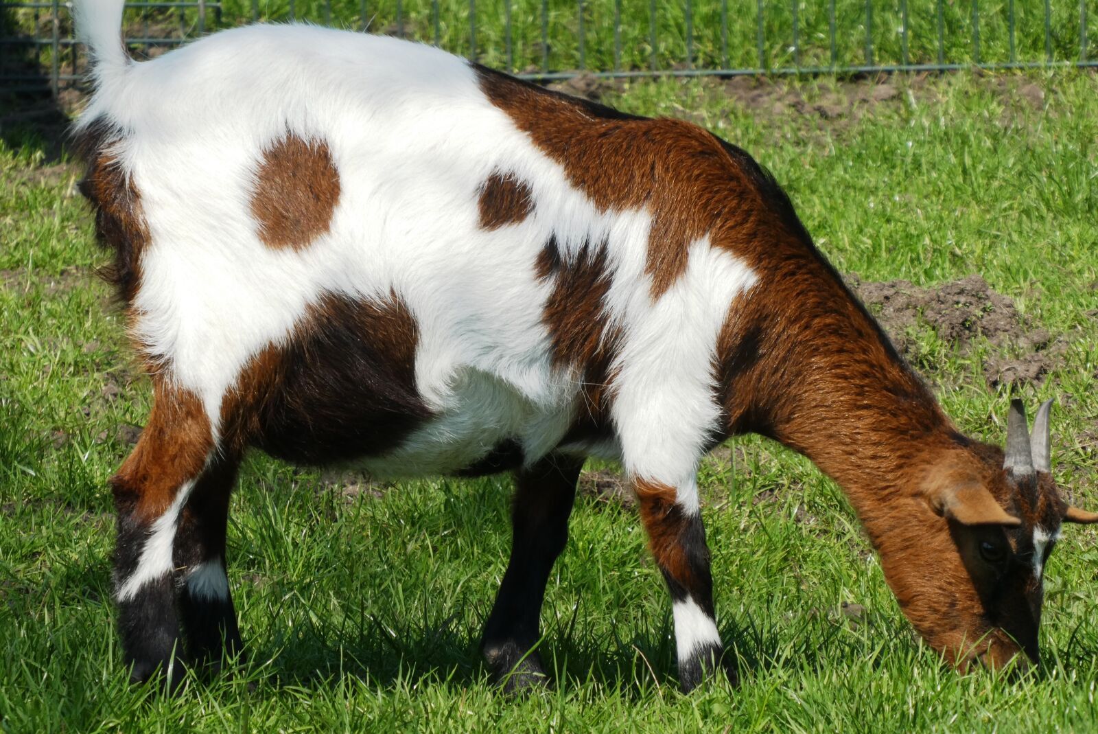 Panasonic Lumix DC-ZS70 (Lumix DC-TZ90) sample photo. Goat, petting, mammals photography