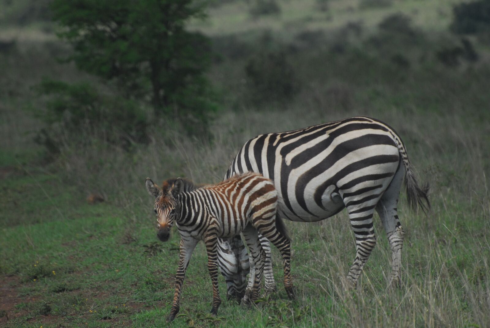 Nikon D200 sample photo. Zebra, foal, safari photography