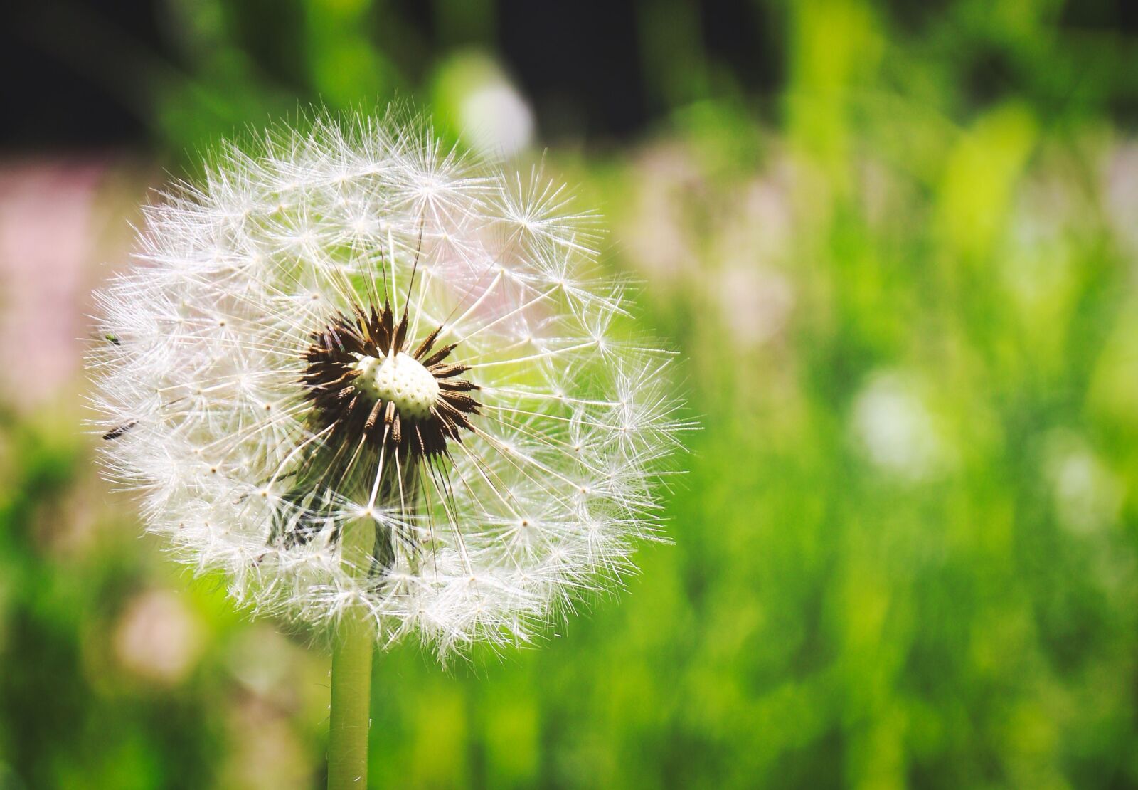 Canon EOS 70D + Canon EF-S 18-135mm F3.5-5.6 IS sample photo. Dandelion, summer, nature photography
