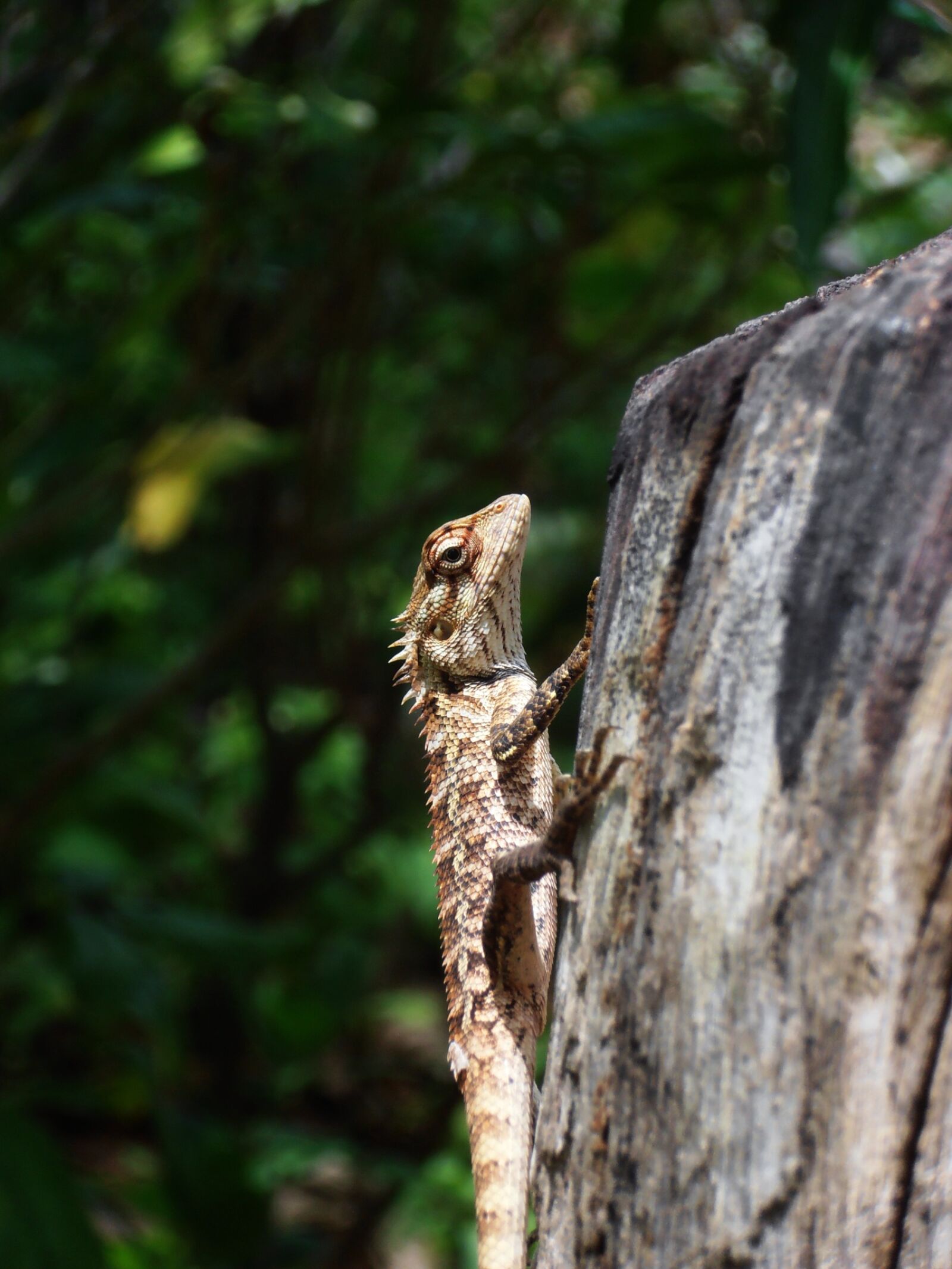 Olympus VR325,VR320,D725 sample photo. Lizard, reptile, animal photography