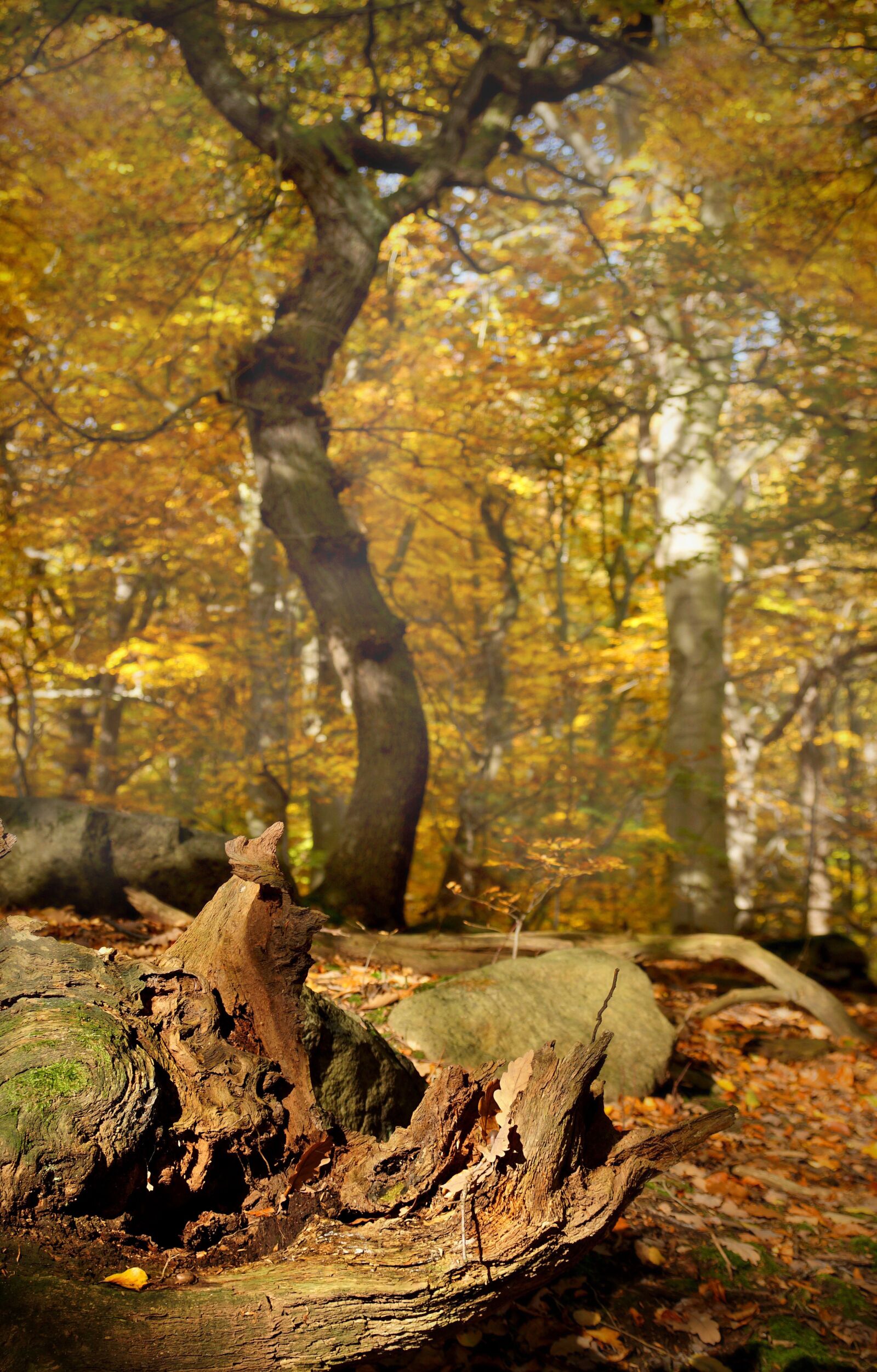 Sony ILCA-77M2 sample photo. Tree, beech, autumn photography