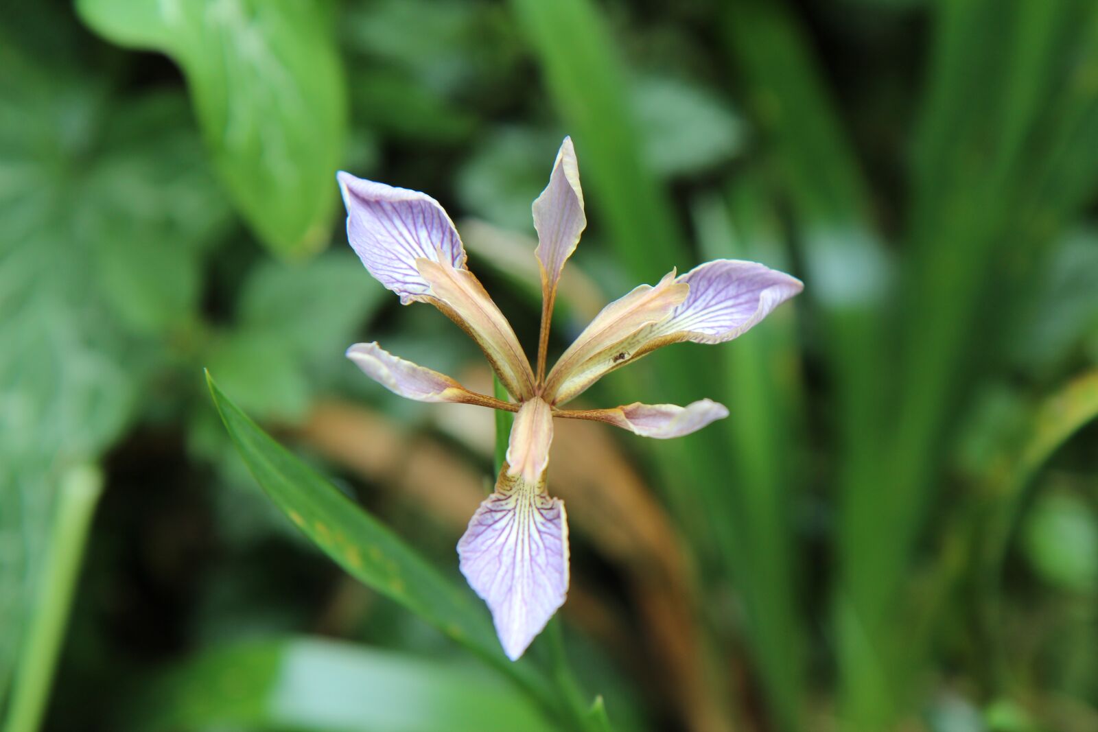Canon EOS 600D (Rebel EOS T3i / EOS Kiss X5) sample photo. Iris, iris wild, purple photography