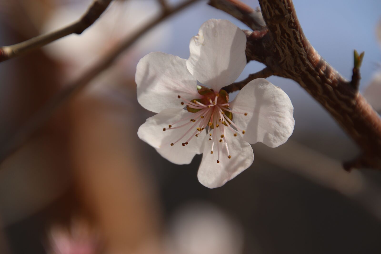 Canon EOS 800D (EOS Rebel T7i / EOS Kiss X9i) sample photo. Spring, flowers, high noon photography