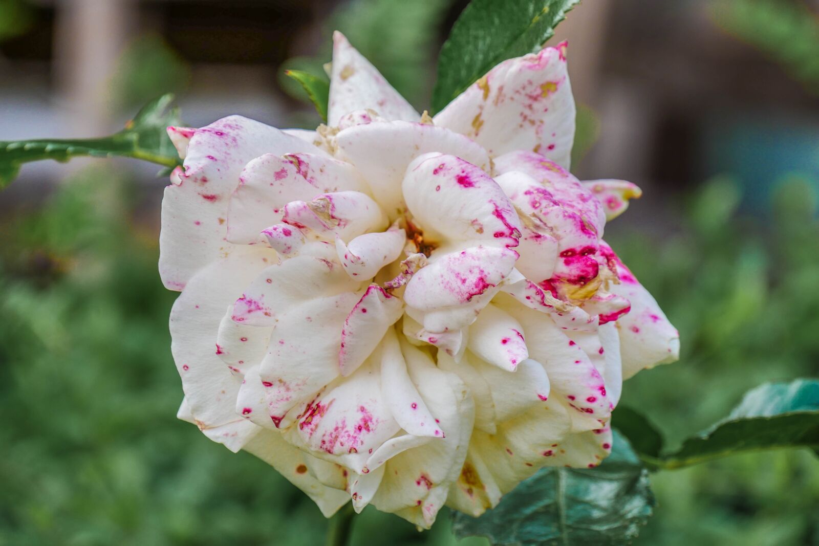 Panasonic DMC-G81 sample photo. Rose bloom, garden, beauty photography