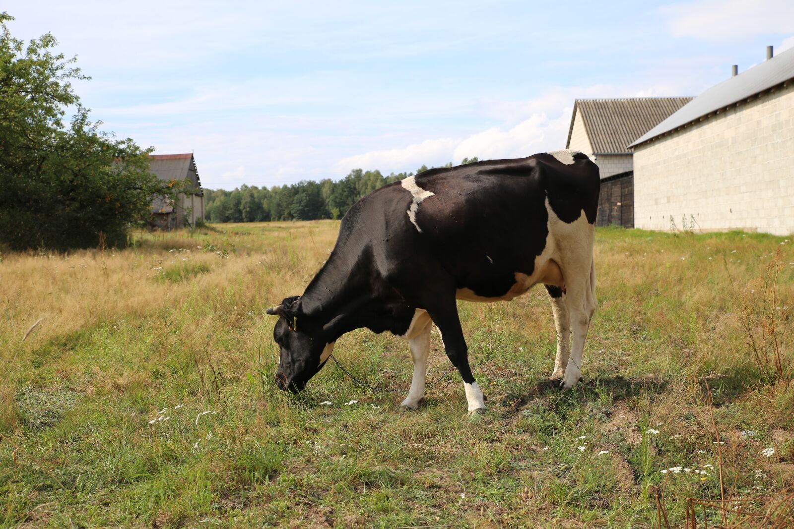 Canon EOS 6D sample photo. Cow, milk, village photography