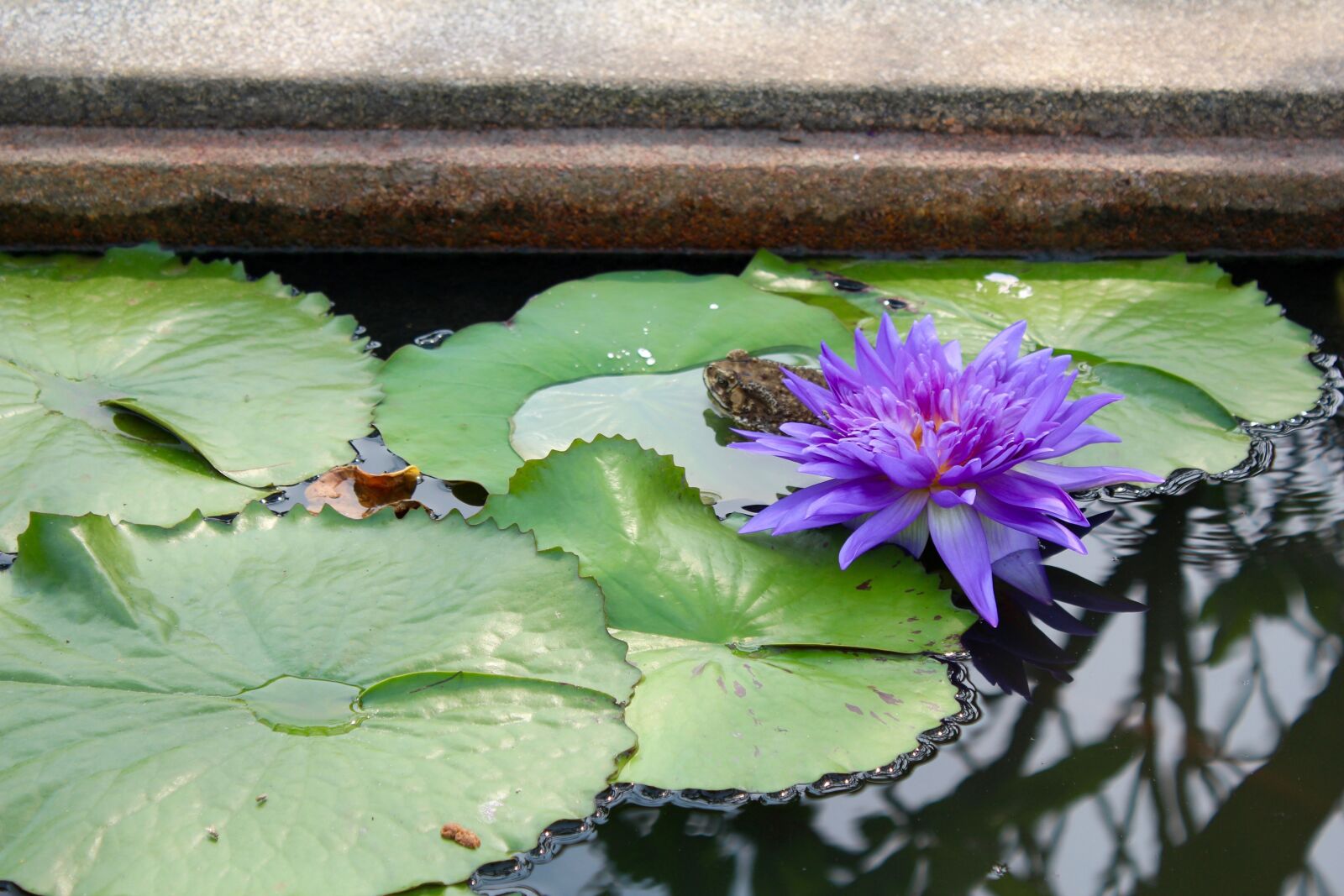 Canon EOS 600D (Rebel EOS T3i / EOS Kiss X5) sample photo. Water lily, purple, blossomed photography
