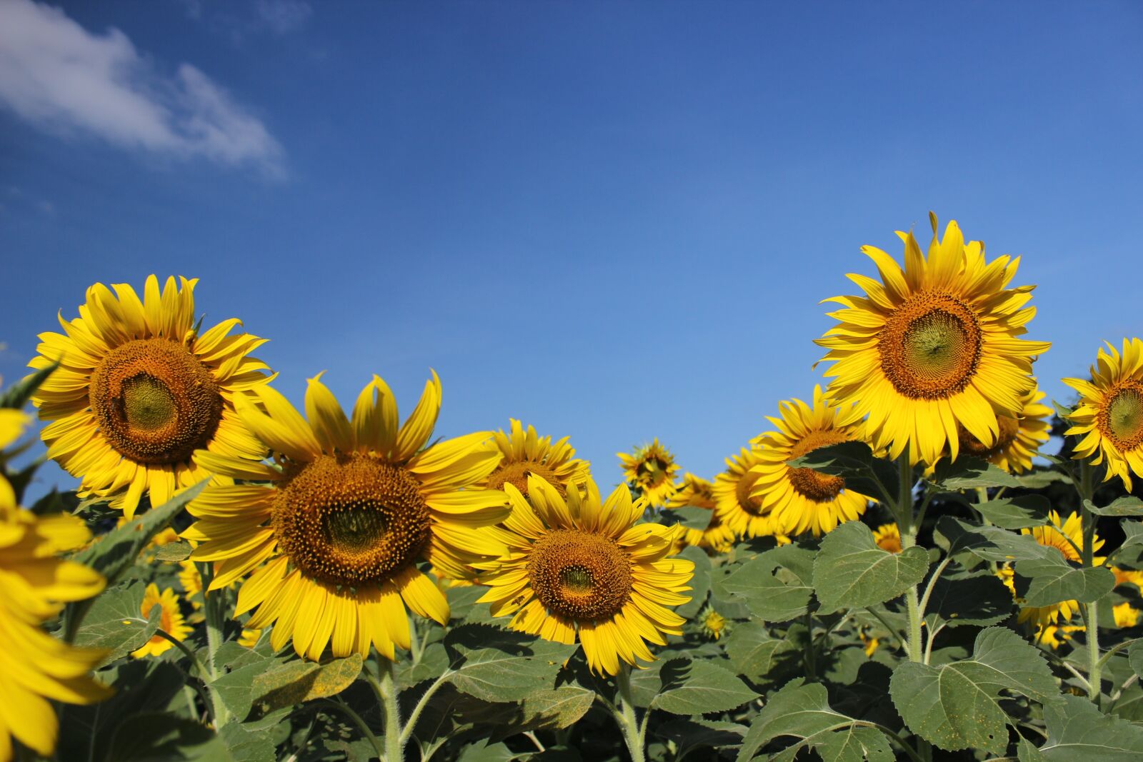 Canon EOS 600D (Rebel EOS T3i / EOS Kiss X5) sample photo. Flower, sunflower, yellow photography