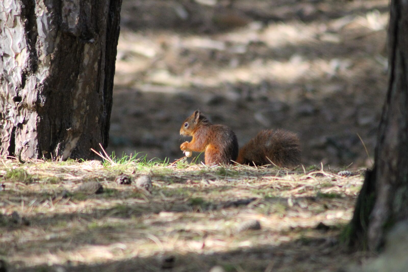 Canon EOS 1100D (EOS Rebel T3 / EOS Kiss X50) sample photo. Red, squirrel, nature photography