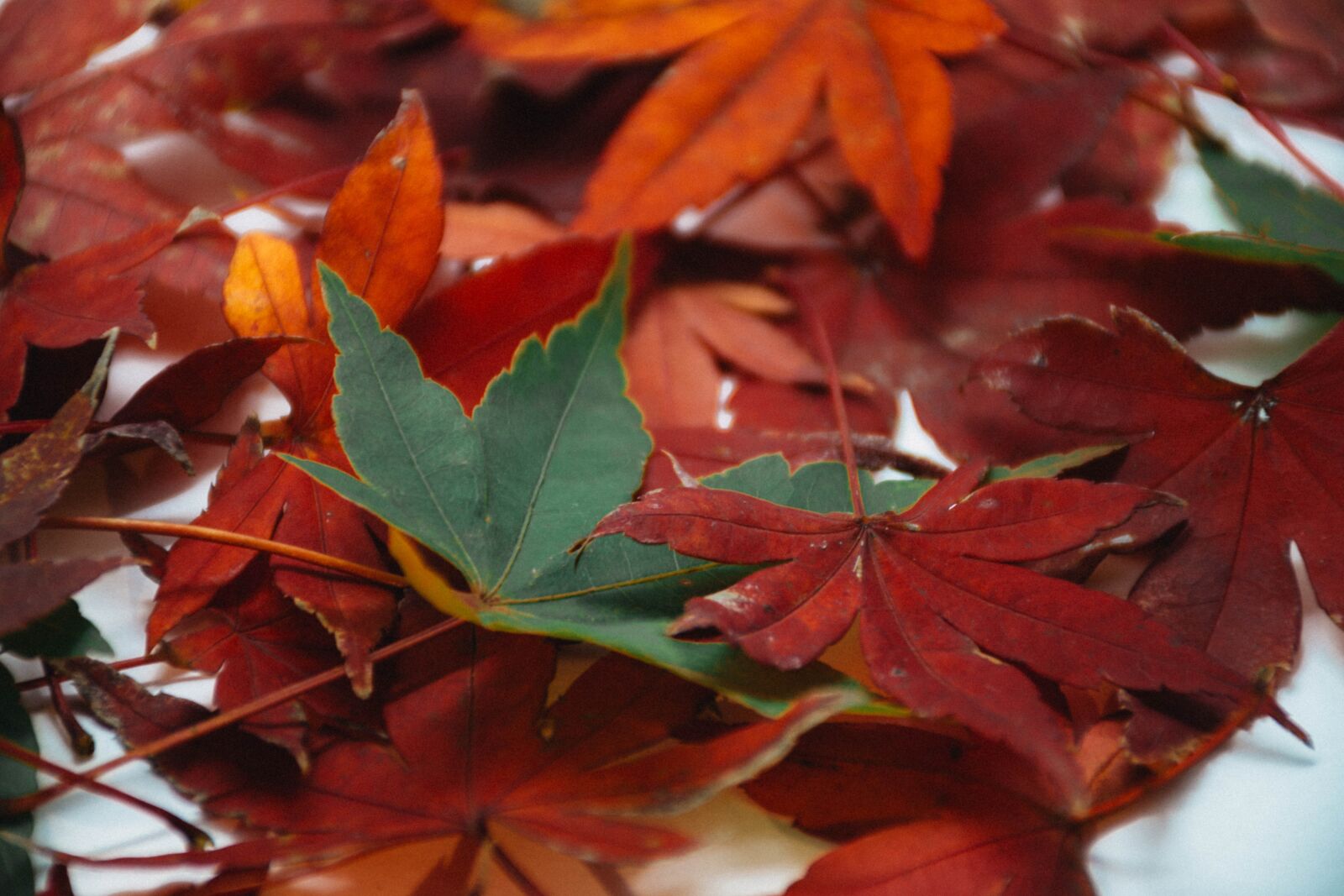 Nikon D7200 sample photo. Leaves, autumn, fall photography
