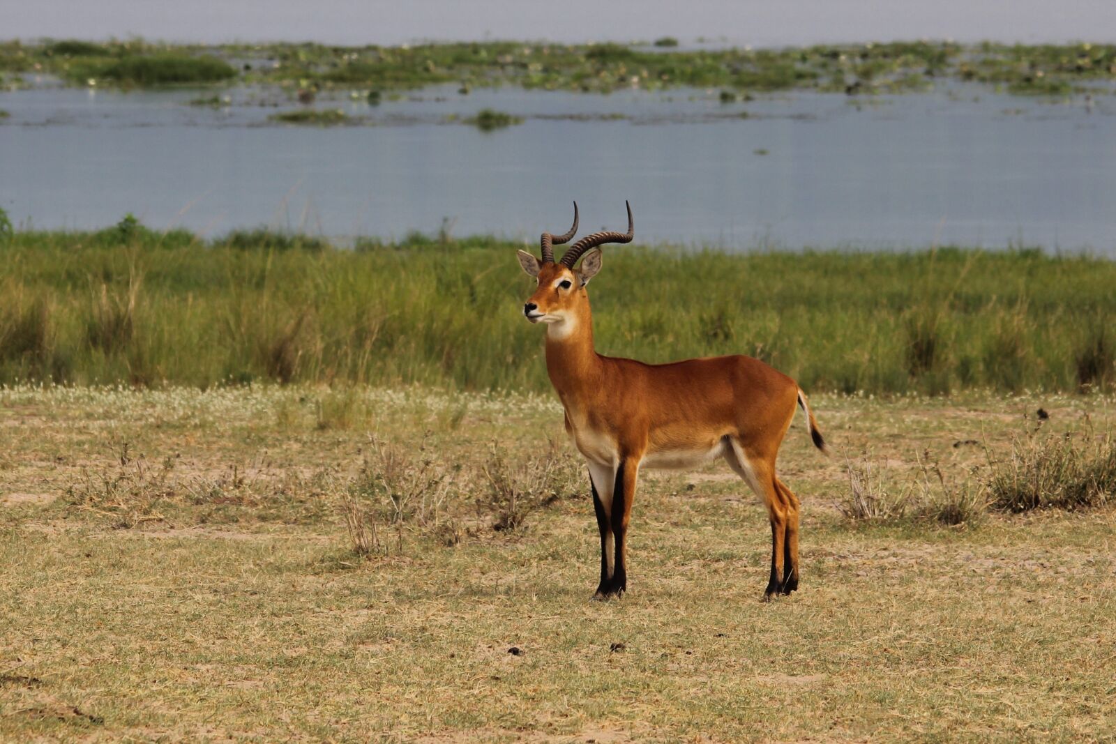 Canon EOS 60D sample photo. Uganda, cob, kob photography