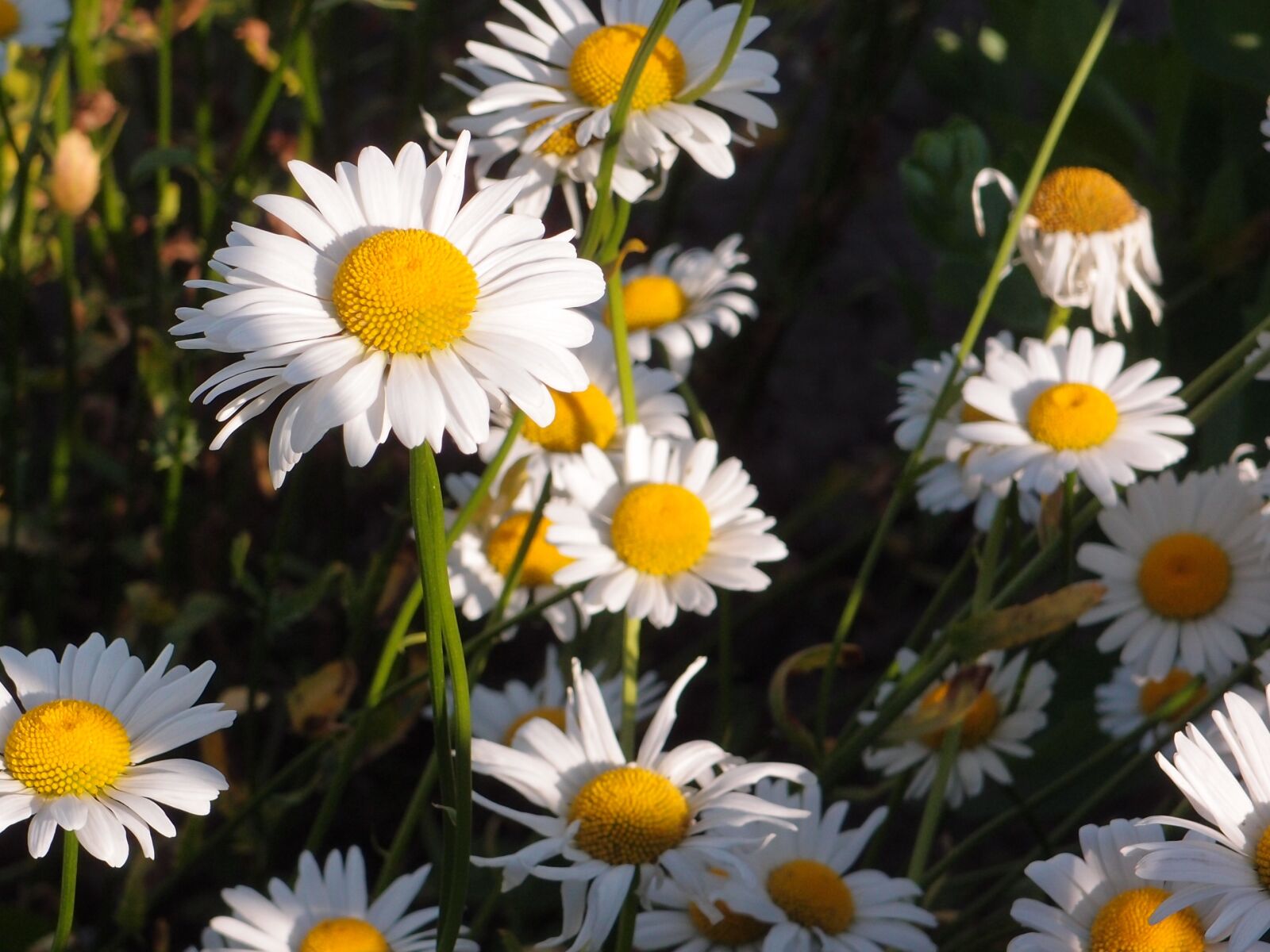 Olympus XZ-1 sample photo. Summer, flowers, grass photography