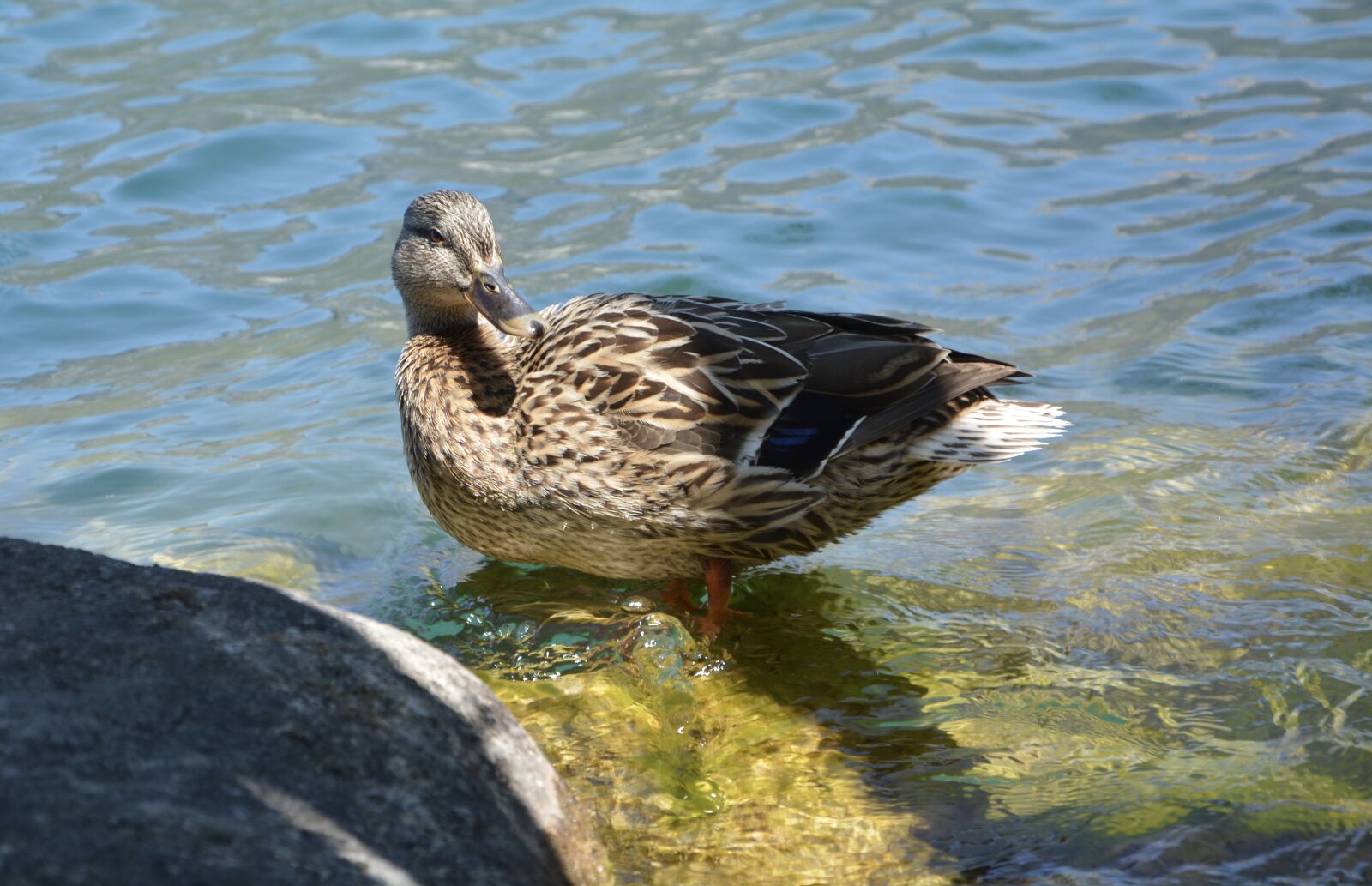 Nikon D5200 sample photo. Duck, mallard, female photography