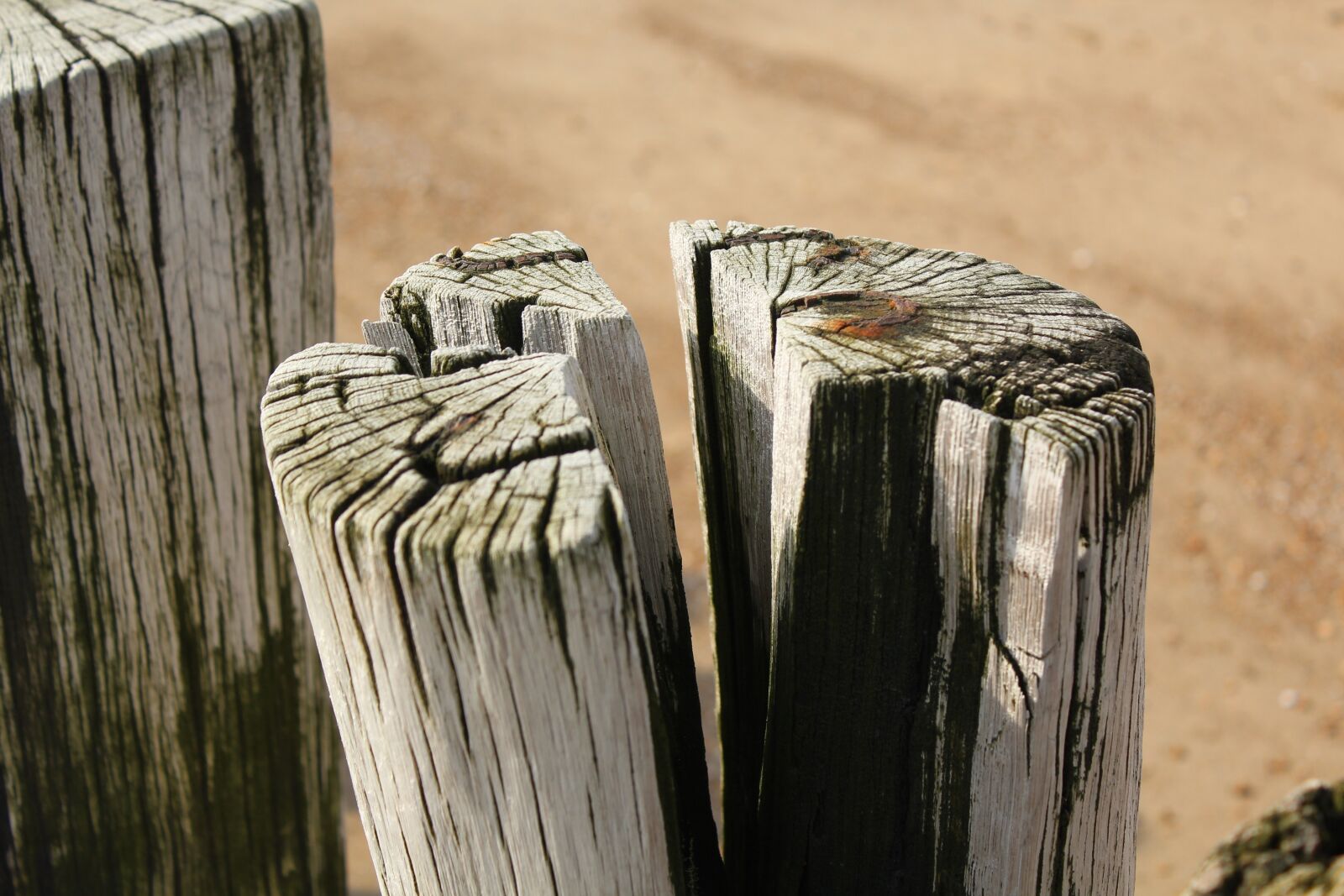 Canon EOS 1200D (EOS Rebel T5 / EOS Kiss X70 / EOS Hi) sample photo. Beach, netherlands, sea photography