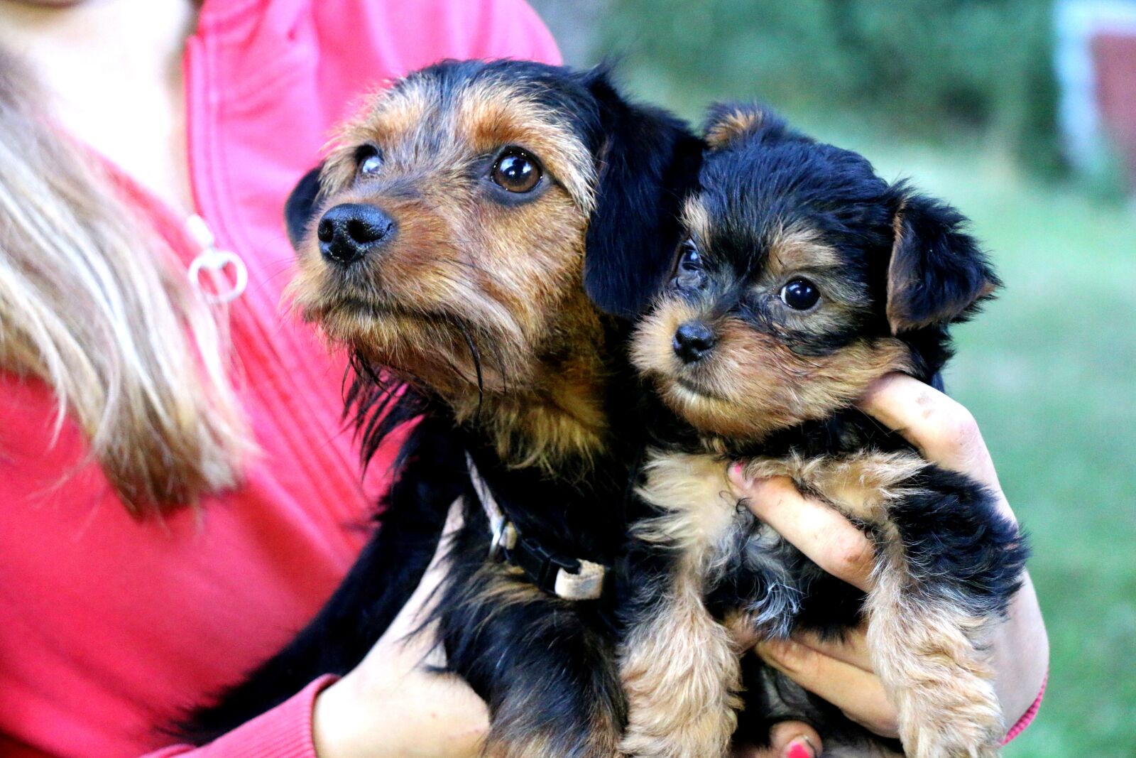 Canon EOS 70D sample photo. Puppy, cuteness, dog photography