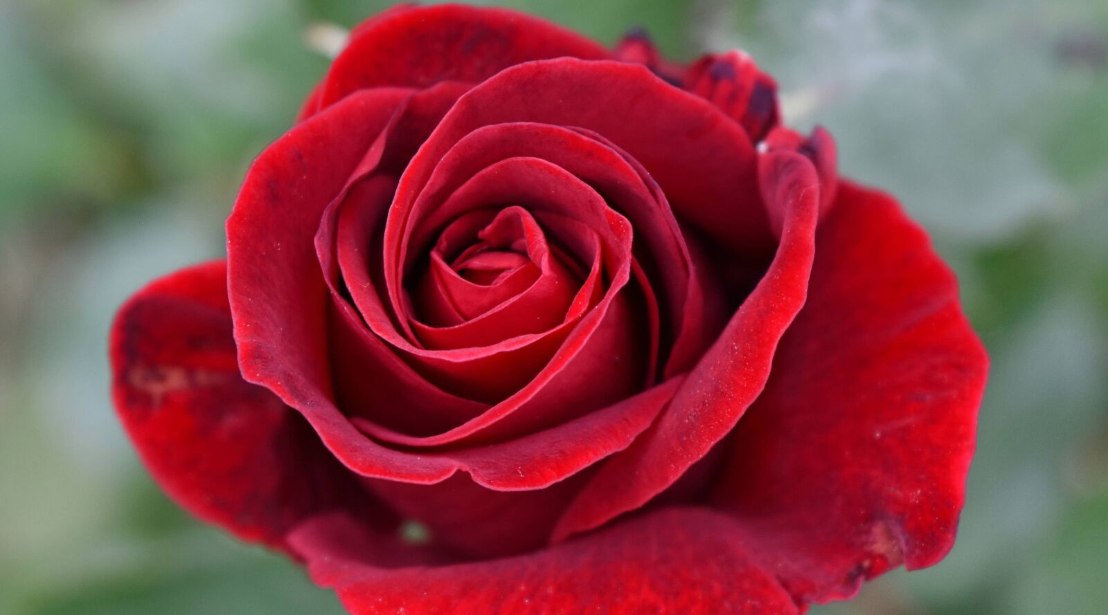 Nikon D5500 sample photo. Detail, petals, red, blossom photography