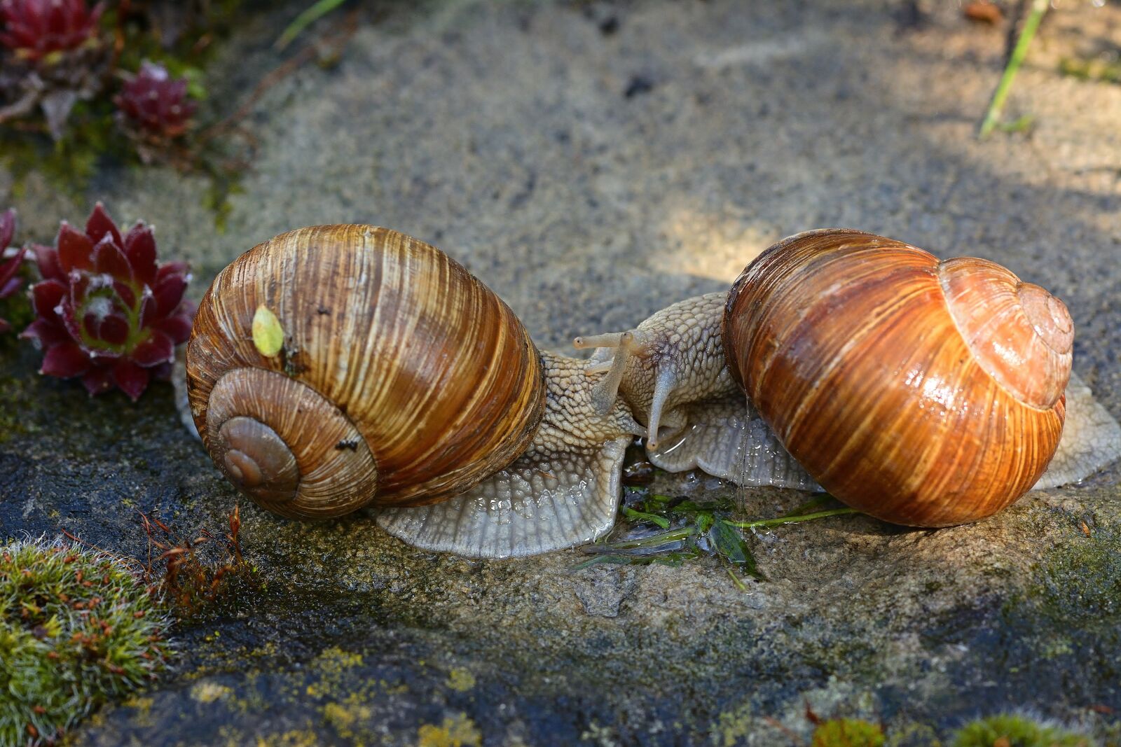 Nikon D5200 sample photo. Snails, escargots, shell photography