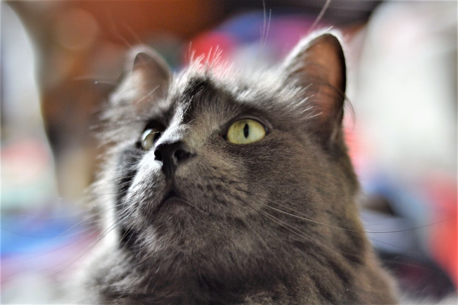 Nikon D3100 sample photo. Cats, animals, pets photography
