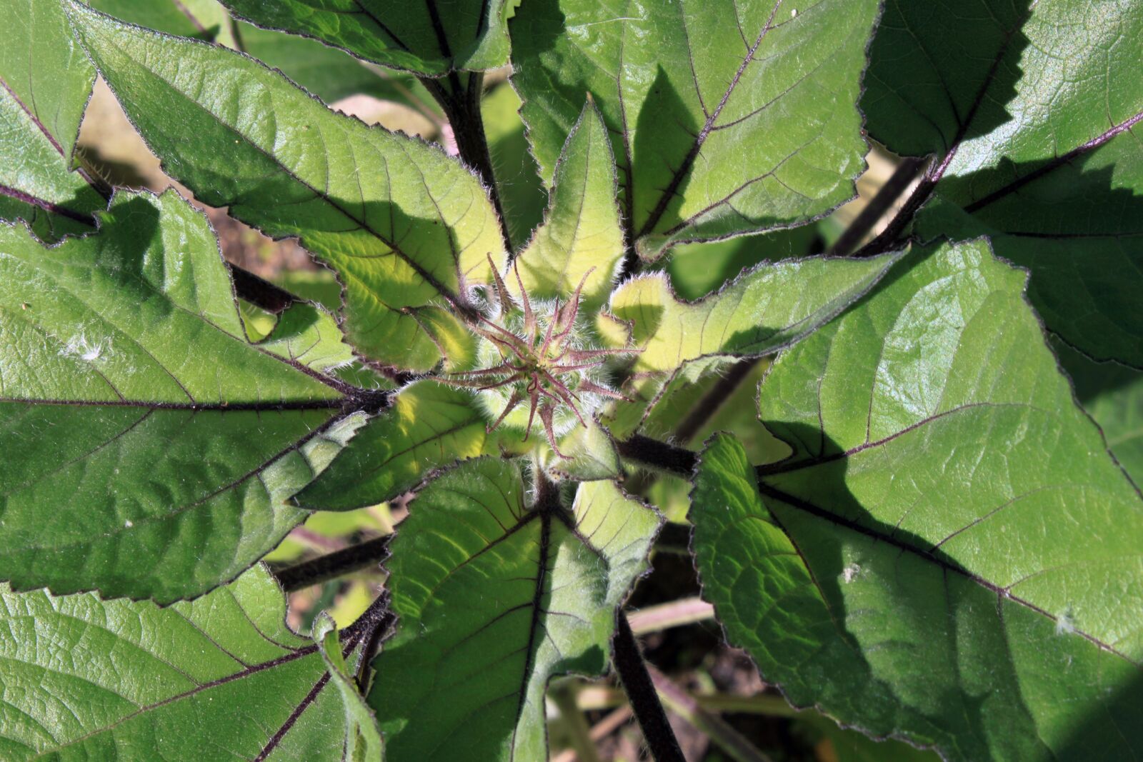 Canon EOS 500D (EOS Rebel T1i / EOS Kiss X3) sample photo. Sunflower, bud, flower photography