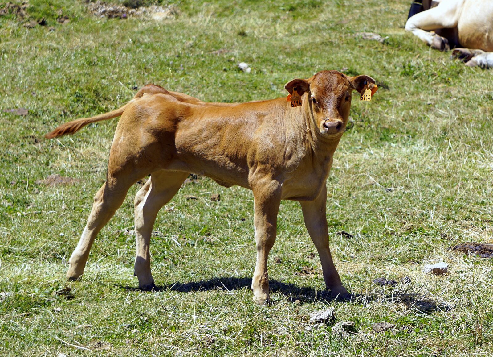 Sony E 55-210mm F4.5-6.3 OSS sample photo. Calf, livestock, cow photography