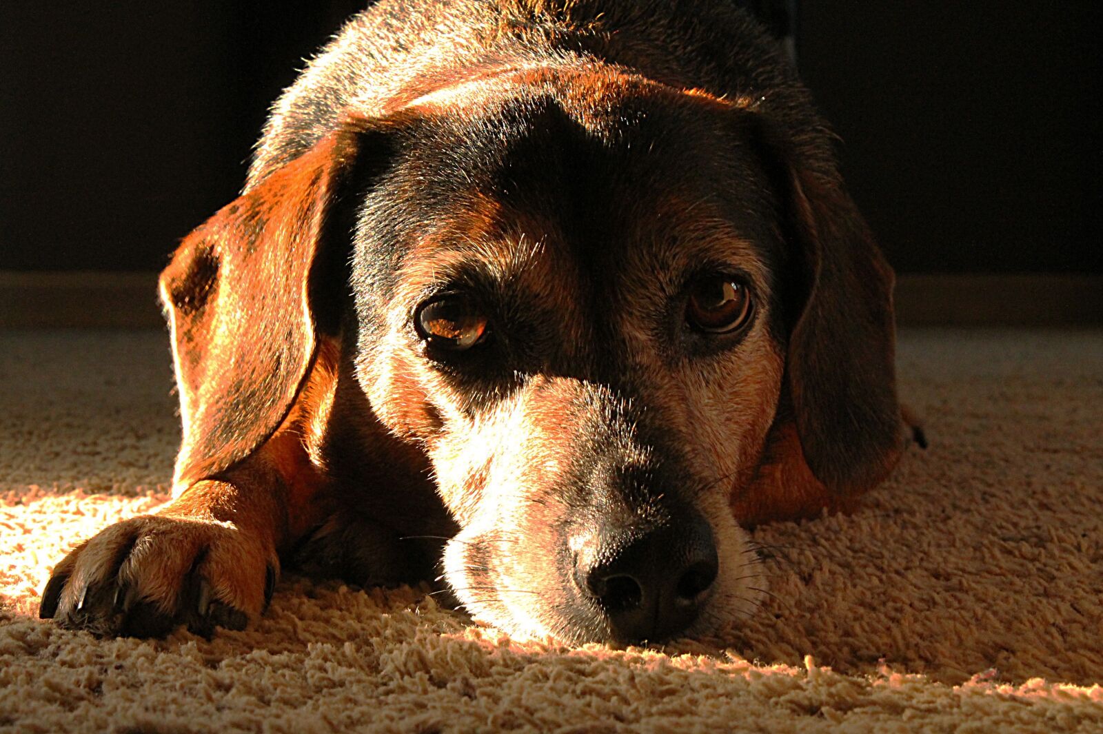 Canon EOS 1100D (EOS Rebel T3 / EOS Kiss X50) sample photo. Endearing, twilight, mourn photography