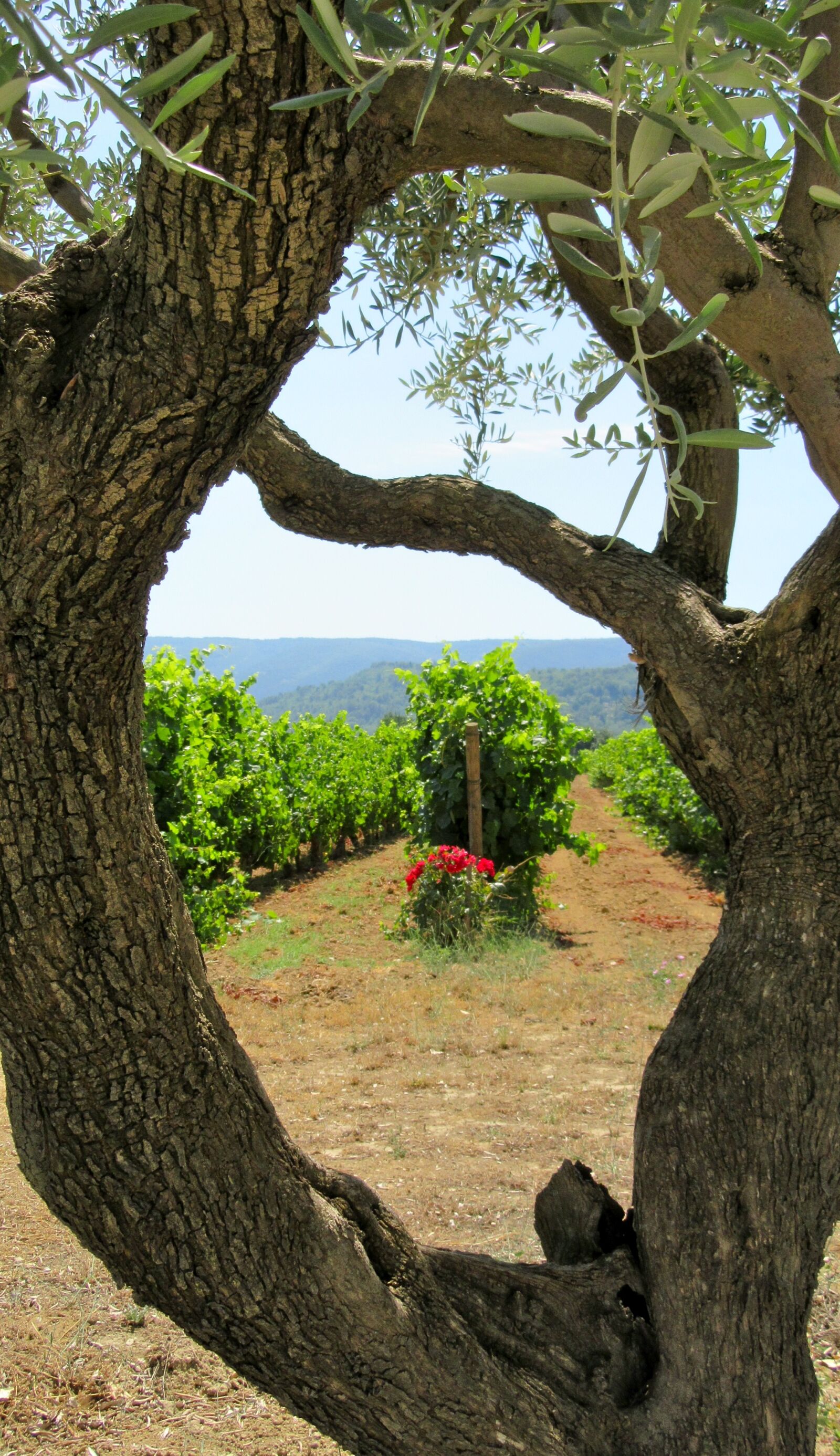 Canon PowerShot SX610 HS sample photo. Wine, provence, olive tree photography