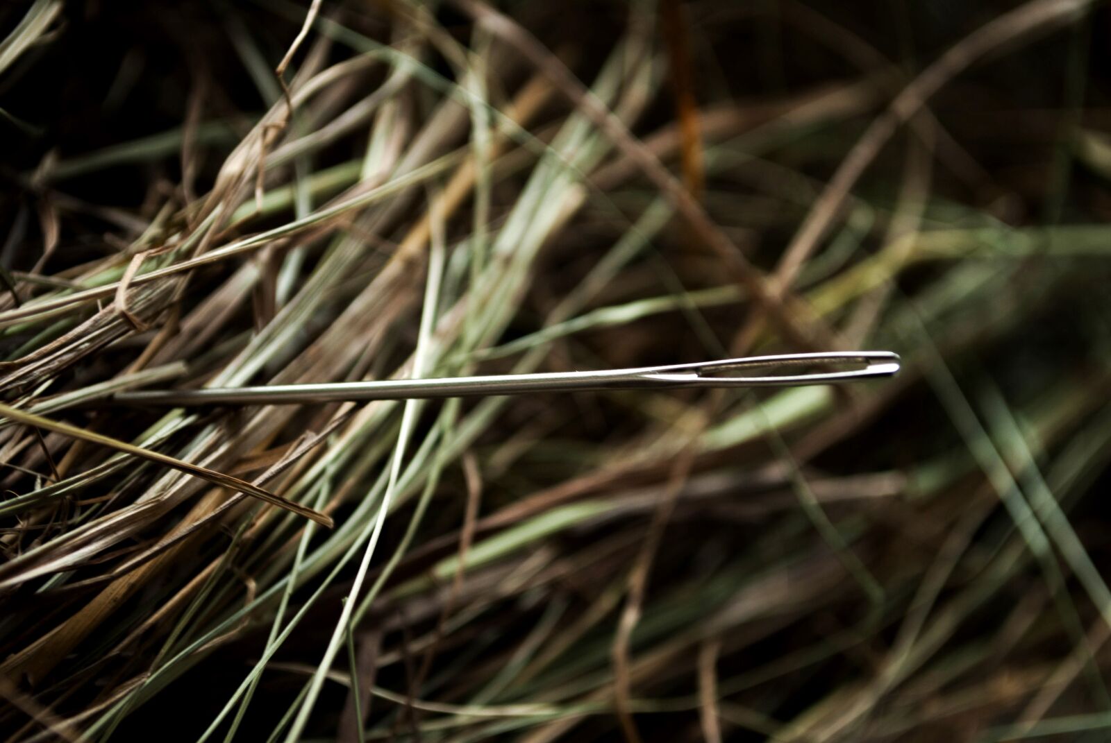 Nikon D3000 sample photo. Needle, hay, needle in photography