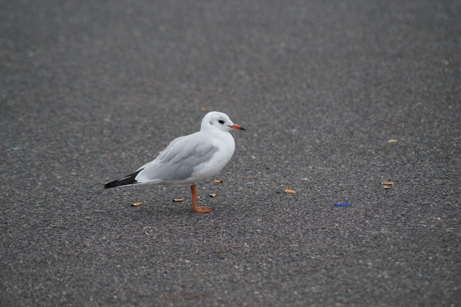 Sony SLT-A58 sample photo. Seagull, bird, foraging photography