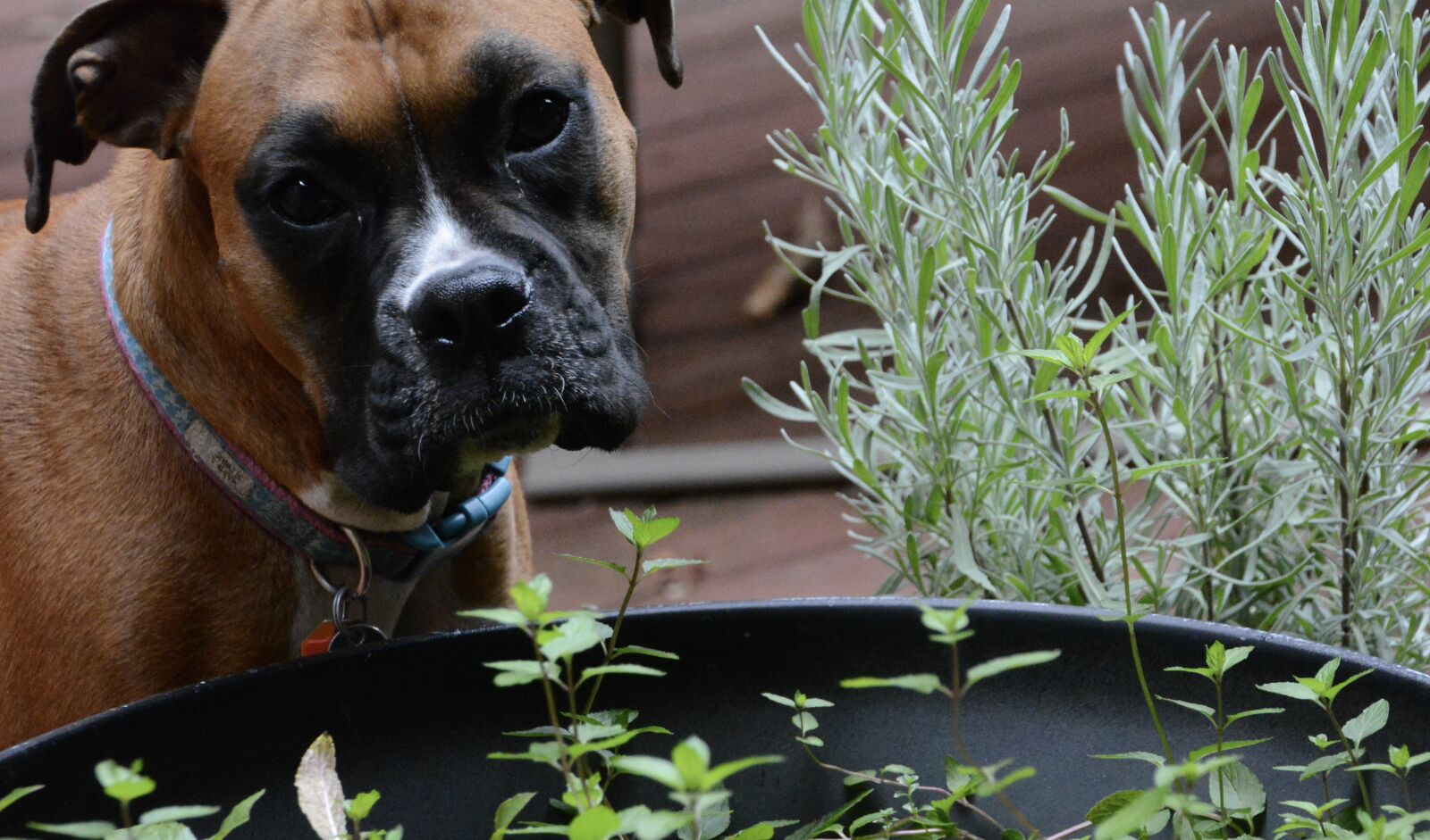 Nikon D5200 sample photo. Dog, boxer, lavender photography