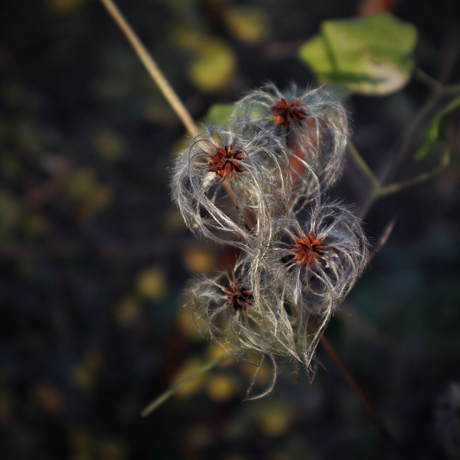Canon EF-M 15-45mm F3.5-6.3 IS STM sample photo. Clematis, blossom, bloom photography