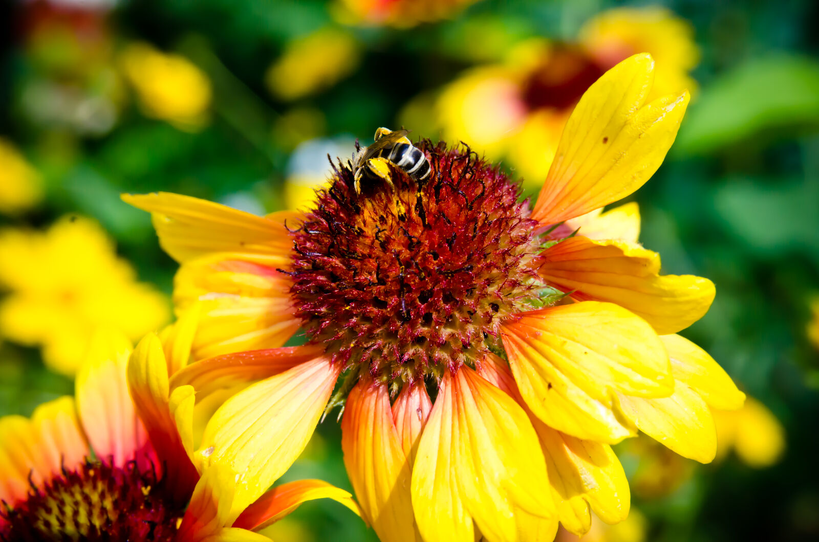Nikon D7000 sample photo. Bee, bee, collectiong, pollen photography