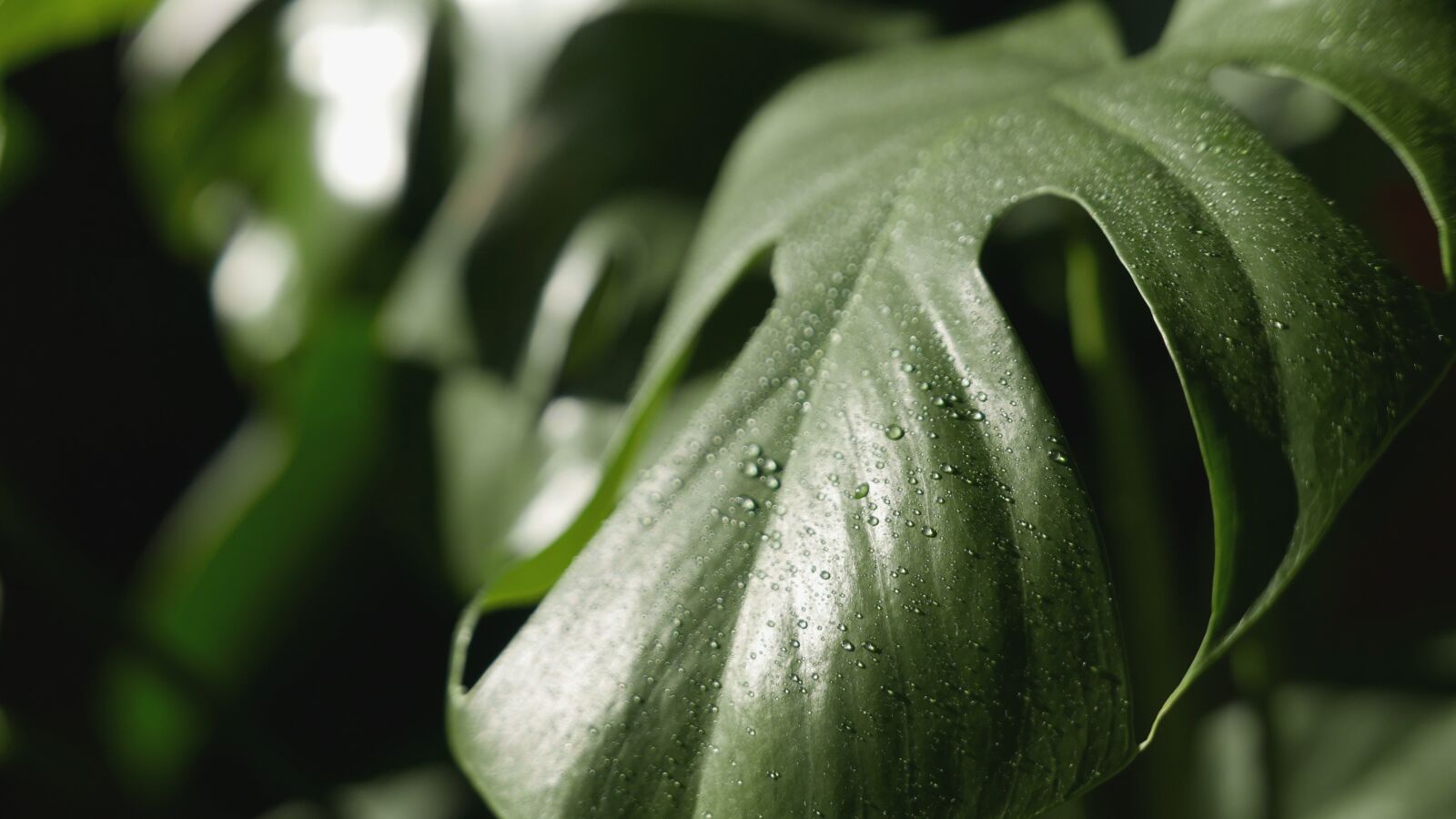 Panasonic Lumix DMC-LX100 sample photo. Leaf, plant, holes photography