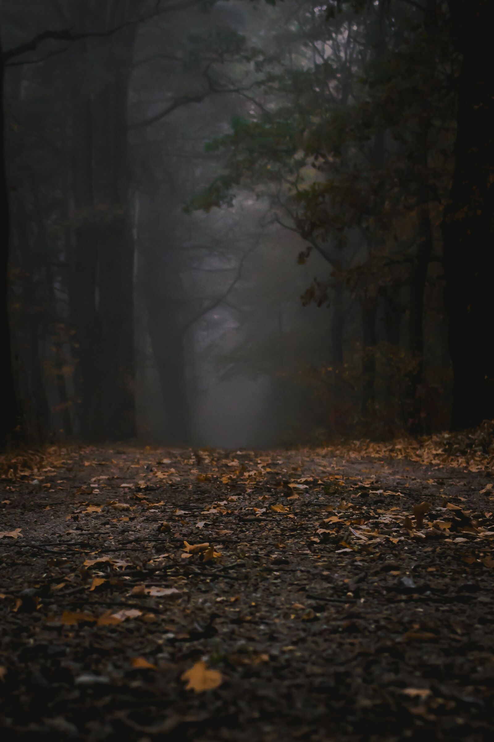 Canon EOS 100D (EOS Rebel SL1 / EOS Kiss X7) sample photo. Fog, forest, autumn photography