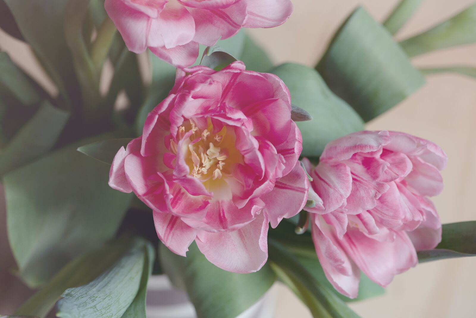 Nikon D750 sample photo. Tulips, flowers, petals photography