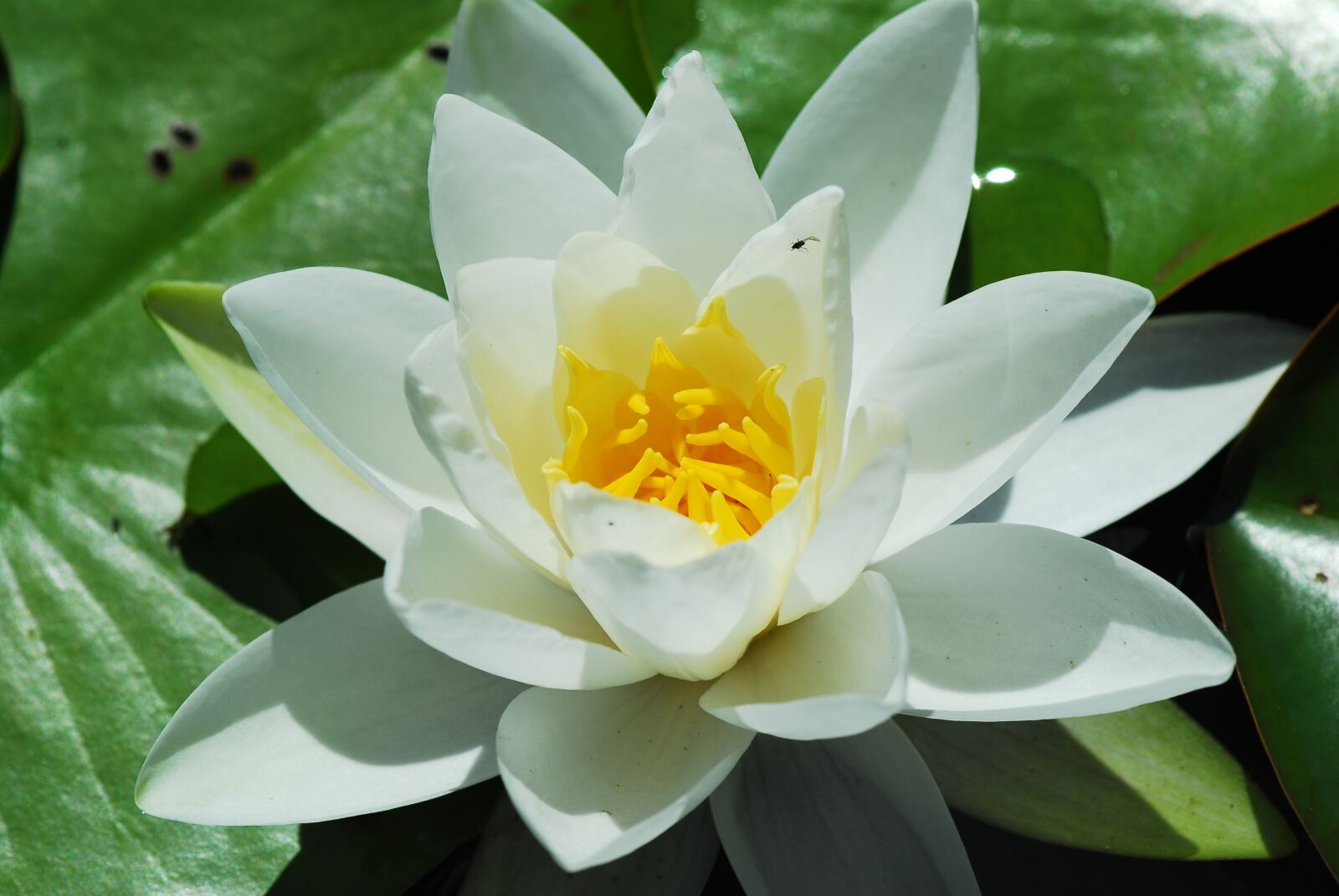 Nikon D200 sample photo. Plant, lotus, flower photography