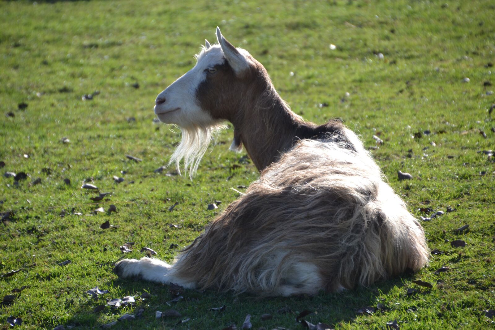 Nikon D3100 sample photo. Goat, billy goat, goatee photography