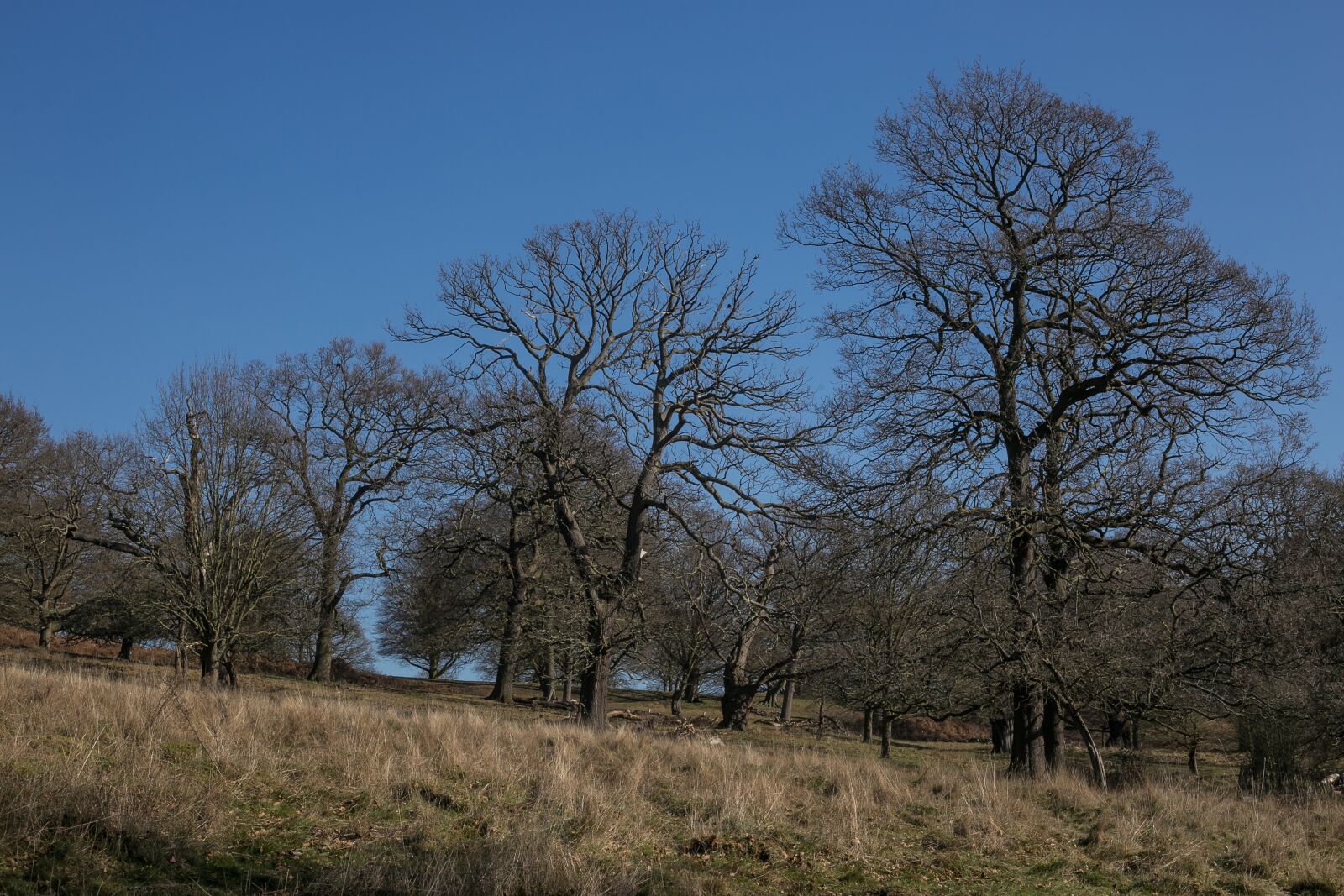 Canon EF 50mm F1.8 II sample photo. Tree, forest, log photography
