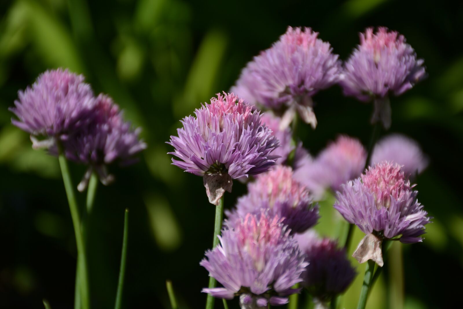 Nikon D7100 sample photo. Chive, purple, flowers photography