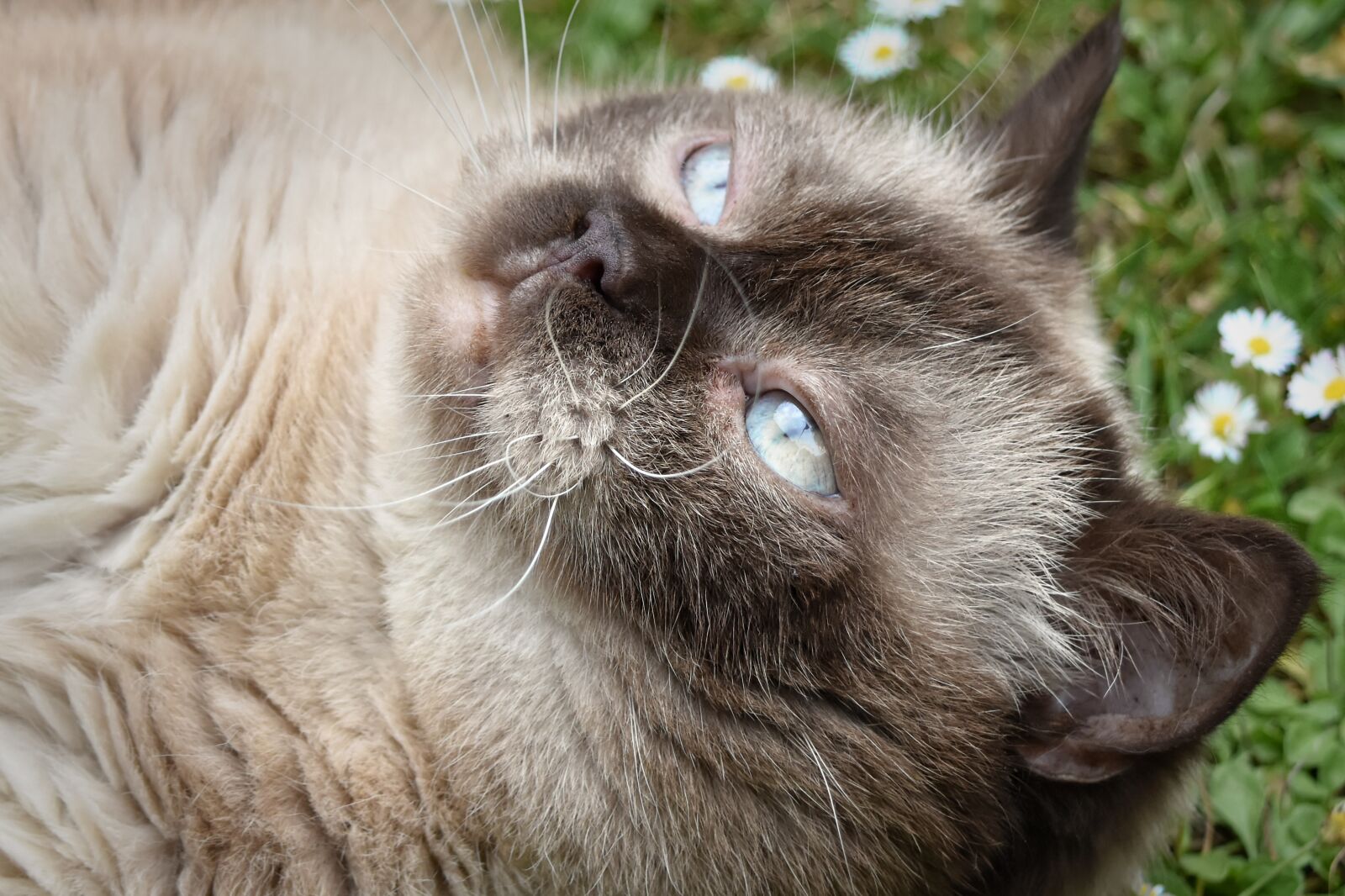 Nikon D7200 sample photo. British shorthair, cat, pet photography