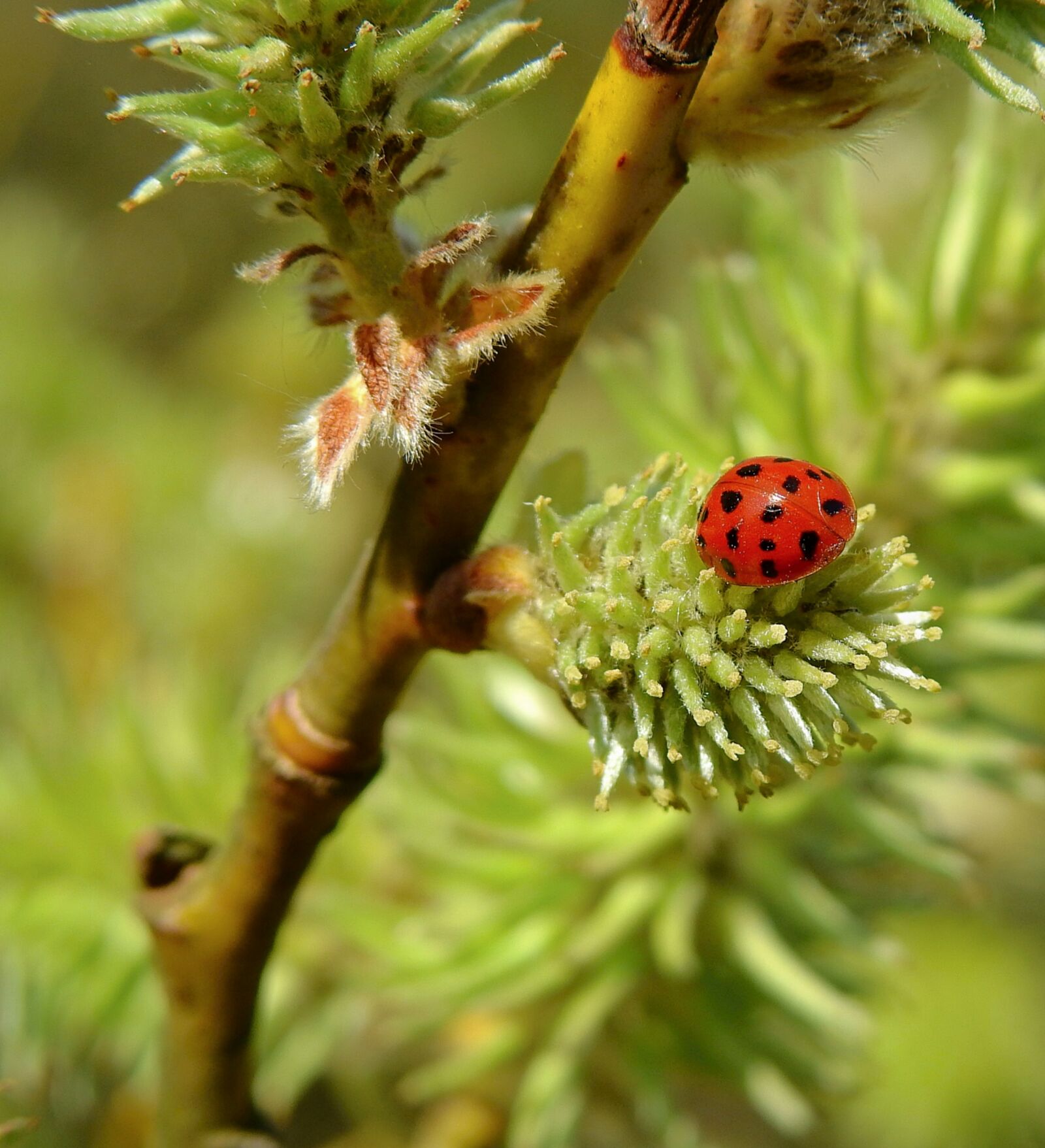 Nikon Coolpix P900 sample photo. Forest, tree, ladybug photography