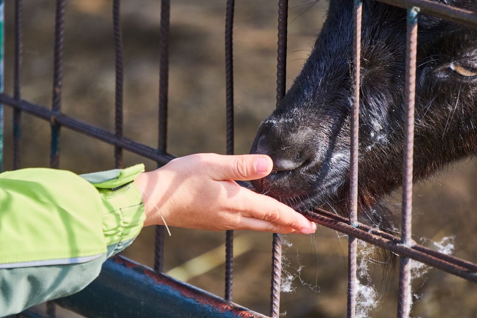 Sony E 55-210mm F4.5-6.3 OSS sample photo. Goat, feeding, feed photography