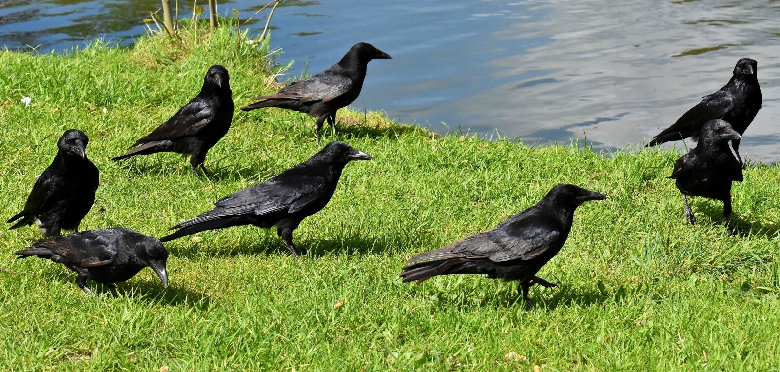 Nikon D7200 sample photo. Crow, raven bird, raven photography