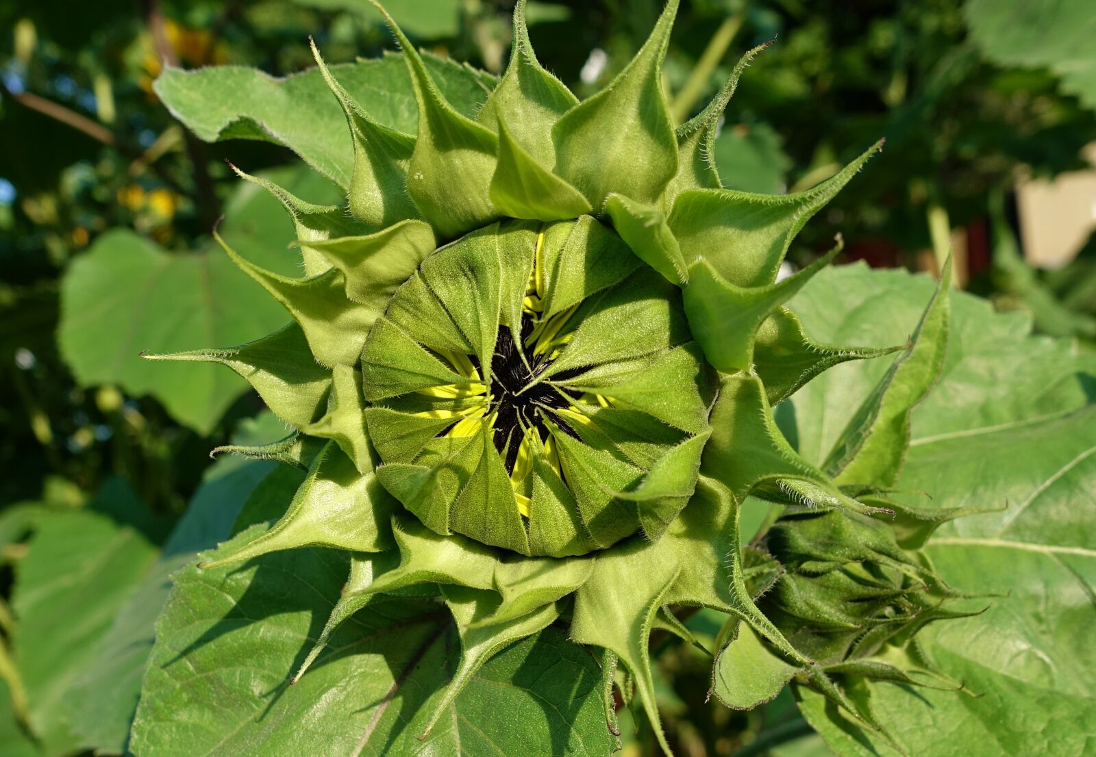 Sony DSC-RX100M5 sample photo. Sunflower, bud, closed photography