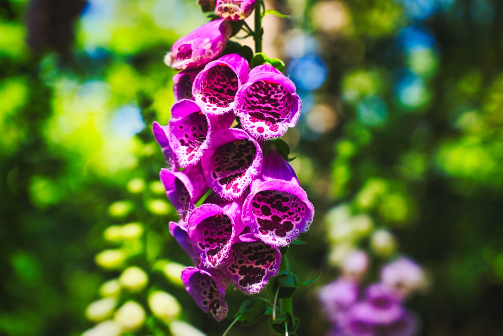 Canon EOS 6D sample photo. Flowers, purple, plant photography