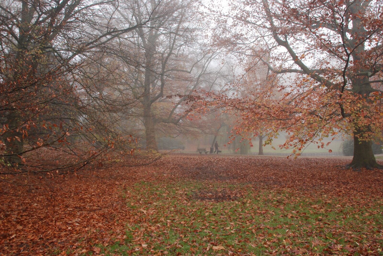 Nikon D80 sample photo. Autumn, fall colors, fog photography