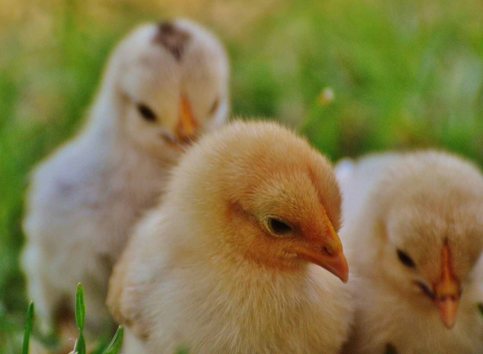 Nikon D3200 sample photo. Chicks, chicken, small photography